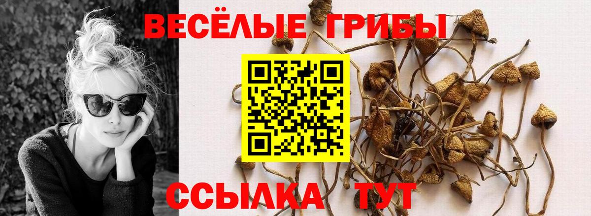 Елабуга  Псилоцибиновые грибы Psilocybine cubensis  Вход с VPN 